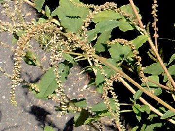 Amaranthus deflexus L. (Amaranto prostrato)